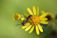 Lasioglossum-calceatum-11-09-2010-5034