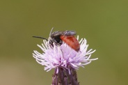 Sphecodes-albilabris-22-07-2011-3054