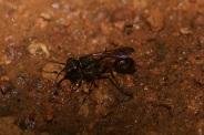 Sceliphron-curvatum-02-08-2011-3893