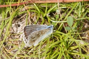 Polyommatus-bellargus-15-07-2009-9855