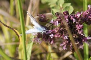 Polyommatus-coridon-30-08-2010-4796