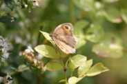 Coenonympha-pamphilus-01-08-2014-0547