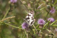 Melanargia-galathea-27-06-2009-6350