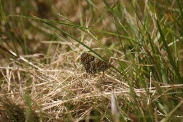 Melitaea-cinxia-22-05-2010-8398