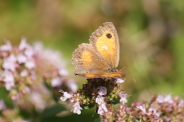 Pyronia-tithonus-01-08-2014-0638