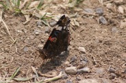 Vanessa-atalanta-29-06-2010-1033