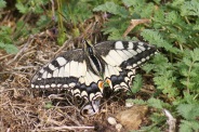 Papilio-machaon-21-07-2011-2863