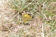 Colias-hyale-07-08-2013-7838