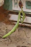 Mantis-religiosa-04-08-2010-4001