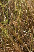 Mantis-religiosa-11-08-2009-2383