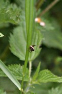 Pholidoptera-griseoaptera-15-05-2011-7788