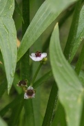 Sagittaria-latifolia-12-08-2011-4455