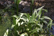 Sagittaria-latifolia-15-07-2011-2349