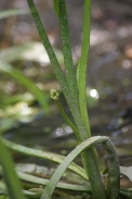 Sagittaria-latifolia-15-07-2011-2352