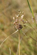 Allium-carinatum-13-08-2009-2889