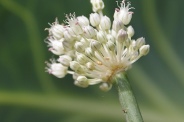 Allium-porrum-23-07-2009-0907