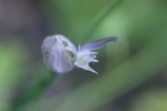 Allium-shoenoprasum-27-05-2009-2448
