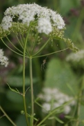 Aegopodium-podagraria-05-07-2009-8220