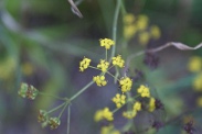 Bupleurum-falcatum-11-09-2010-5202