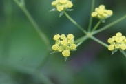 Bupleurum-falcatum-15-07-2009-9756