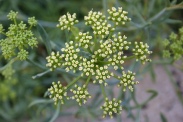 Crithmum-maritimum-30-07-2009-1875