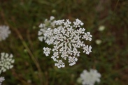 Daucus-carota-27-07-2010-2691