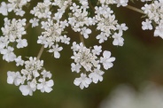 Daucus-carota-27-07-2010-2692