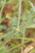 Daucus-carota-27-07-2010-2707