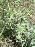 Eryngium-campestre-01-07-2008