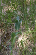 Eryngium-maritimum-18-05-2011-8268