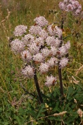 Heracleum-spondylium-09-07-2009-9022