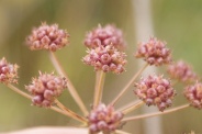 Oenanthe-lachenalii-17-09-2011-5199