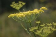 Pimpinella-anisum-26-07-2009-1547