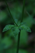 Sanicula-europaea-27-04-2011-7496