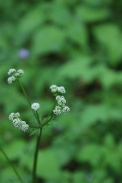 Sanicula-europaea-27-04-2011-7503