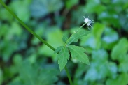 Sanicula-europaea-30-05-2009-3259