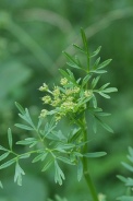 Selinum-carvifolia-17-07-2011-2784