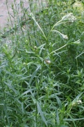 Achillea-ptarmica-01-07-2009-7288