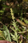 Ambrosia-artemisiifolia-21-07-2011-2917