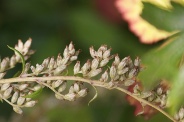 Artemisia-vulgaris-11-09-2010-4886