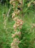 Artemisia-vulgaris-15-08-2008-280