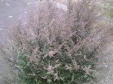 Artemisia-vulgaris-Trouville_PICT0027