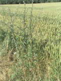 Artemisia-vulgaris1-01-07-2008