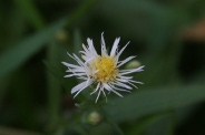 Aster-lanceolatus-14-09-2011-5058