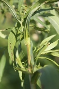 Aster-lanceolatus-14-09-2011-5103