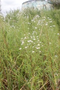 Aster-novi-belgii-12-08-2011-4563