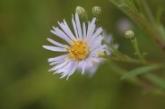 Aster-novi-belgii-12-08-2011-4574