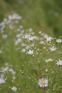 Aster-novi-belgii-12-08-2011-4575