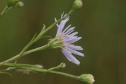 Aster-novi-belgii-12-08-2011-4578