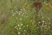 Aster-versicolor-22-07-2011-3144